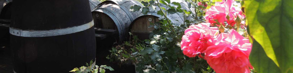 Barrels of vinegar under the rose tree, South Styria, Austria