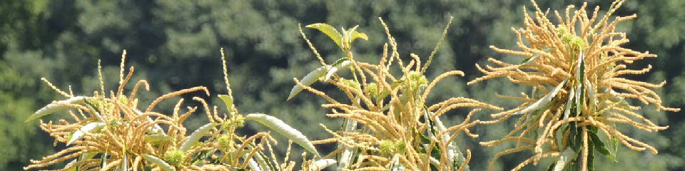 Chestnut flower, South Styria, Austria