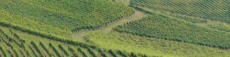 Vineyards in South Styria, Austria