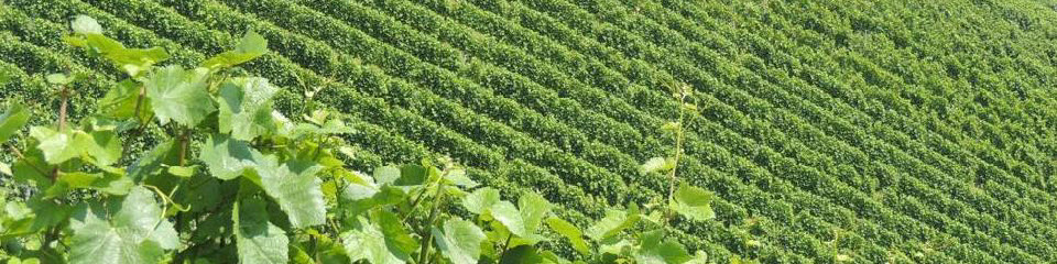 Vinograd na Južnem Štajerskem, Avstrija